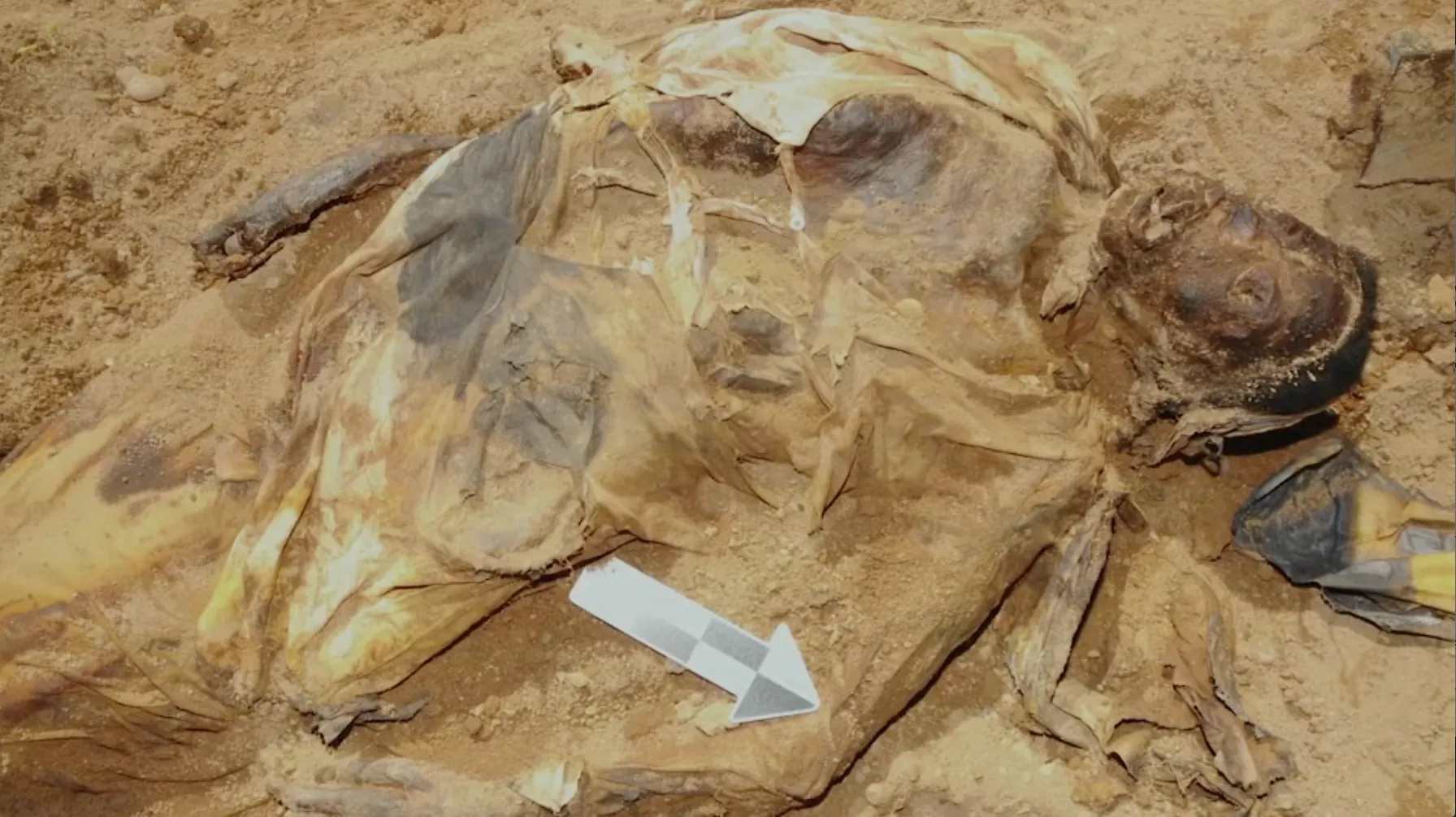Airtight Iron Coffin Found In Queens Held A Mysterious Mummy