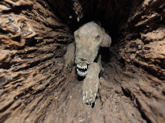 Stuckie the Dog Was Found Mummified Inside a Tree - BAP NEWS