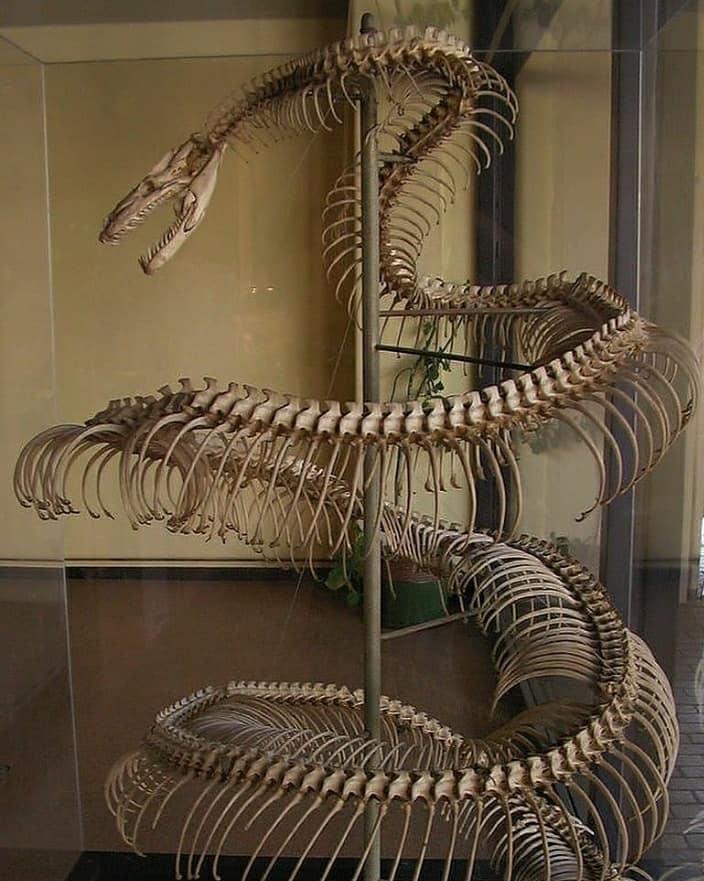 These enormous snake fossils date to a time period between 58 and 60 million years ago. - BAP NEWS