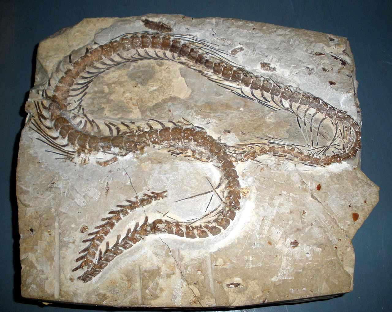 These enormous snake fossils date to a time period between 58 and 60 million years ago. - BAP NEWS