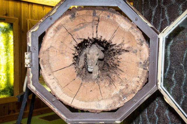 Stuckie the Dog Was Found Mummified Inside a Tree - BAP NEWS