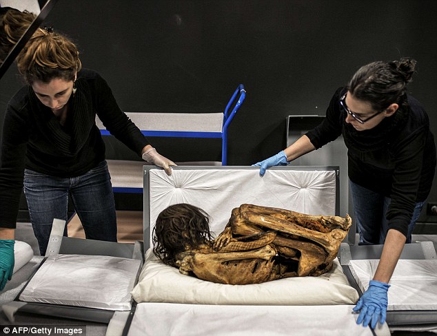 The mummified skeleton of a 50-year-old woman, found in a foetal position in an ancient burial site in Peru, will go on display this week