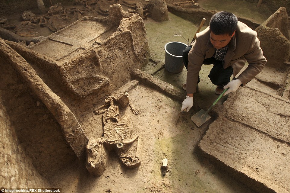 Did these carriages belong to an Emperor? Chinese experts believe the 2,500-year-old tomb with full horse skeletons and chariots hold the key to a little known ancient kingdom - T-News