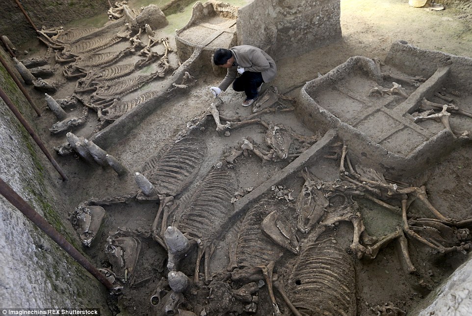 Did these carriages belong to an Emperor? Chinese experts believe the 2,500-year-old tomb with full horse skeletons and chariots hold the key to a little known ancient kingdom - T-News