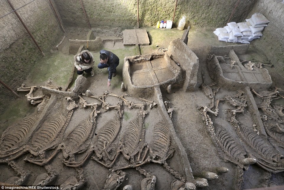 Discovered: Archaeologists found a horse burial pit in Luoyang, China which contained several whole skeletons and chariots (pictured)