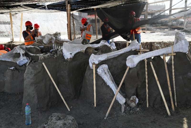 Mammoth Graveyard Unearthed At Mexico’s New Airport, May Be World’s Biggest Mammoth Graveyard