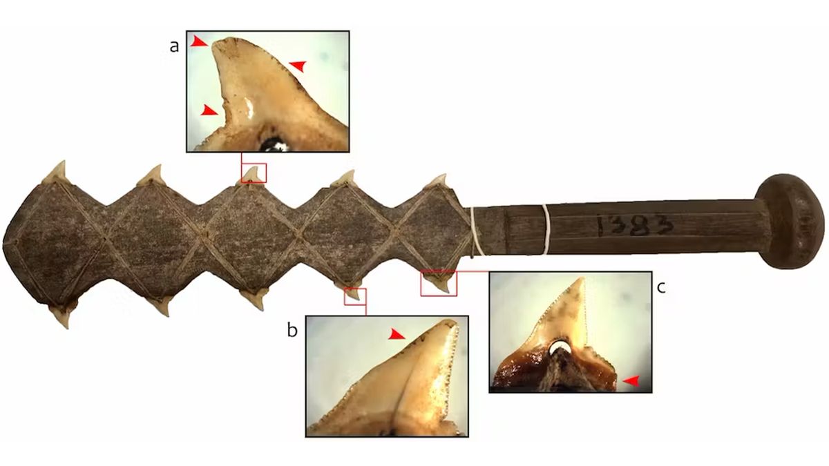 Shark teeth ‘blades’ were likely used for ritual or warfare in Indonesia 7,000 years ago