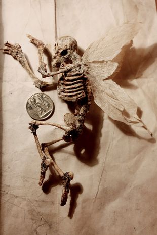 Discovery of a ‘strange’ tiny human skeleton with wings in the ‘basement of an ancient house in London’