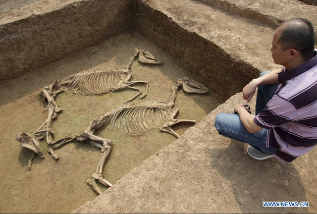 100 horse skeletons were found in a 2,400-year-old burial pit in China next to the Tomb of the Lord - BAP NEWS