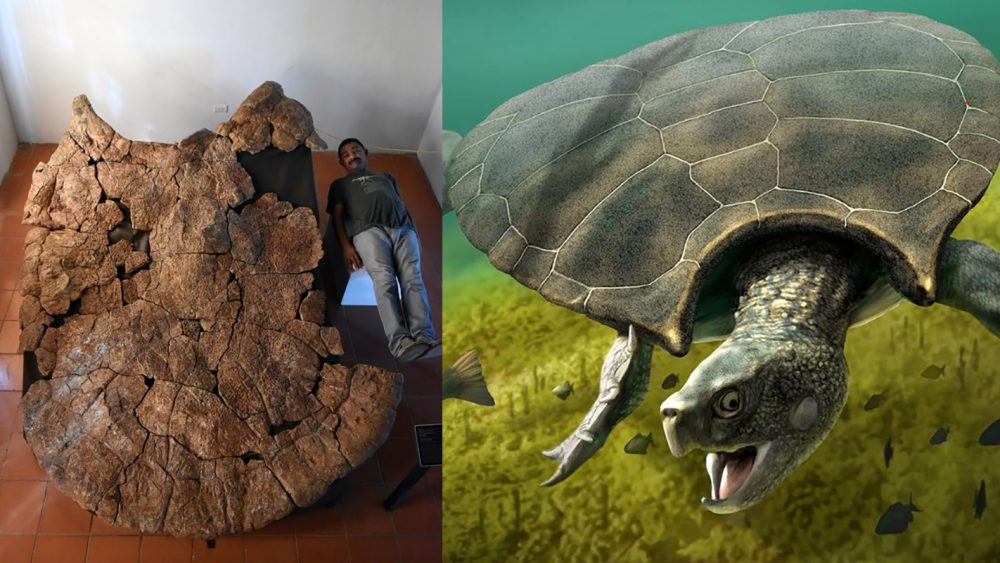 Meet Stupendemys Geographicus: the Largest Turtle to Ever Live on Earth — Curiosmos