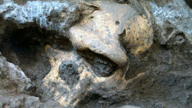 Skull 5: An 1.85-million-year-old human skull forced scientists to rethink early human evolution