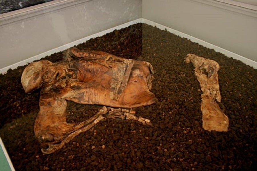Bog Body: Mummified Corpses of the Iron Age | History Cooperative