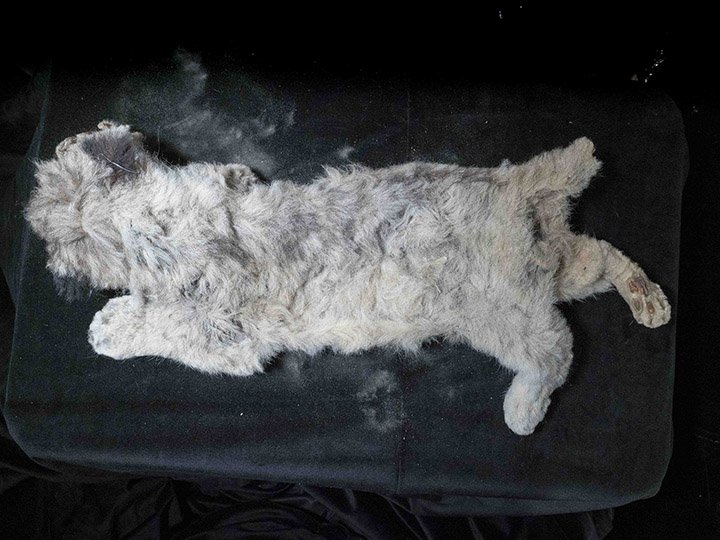 Perfectly Preserved Lion Cubs Found in Siberia, Believed to Have Died 44,000 Years Ago after Being Abandoned by Their Mother. - NY NEWS