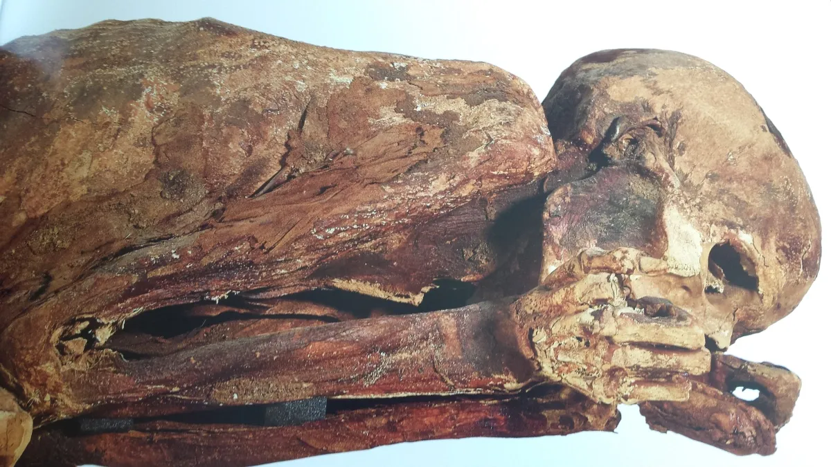 The Gebelein Man: A Remarkable 5,500-Year-Old Mummy and the Secrets of His Preservation - T-News