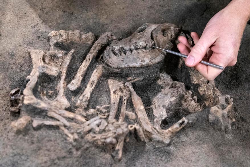 Faithful 8,400-year-old dog found buried with his master in Sweden