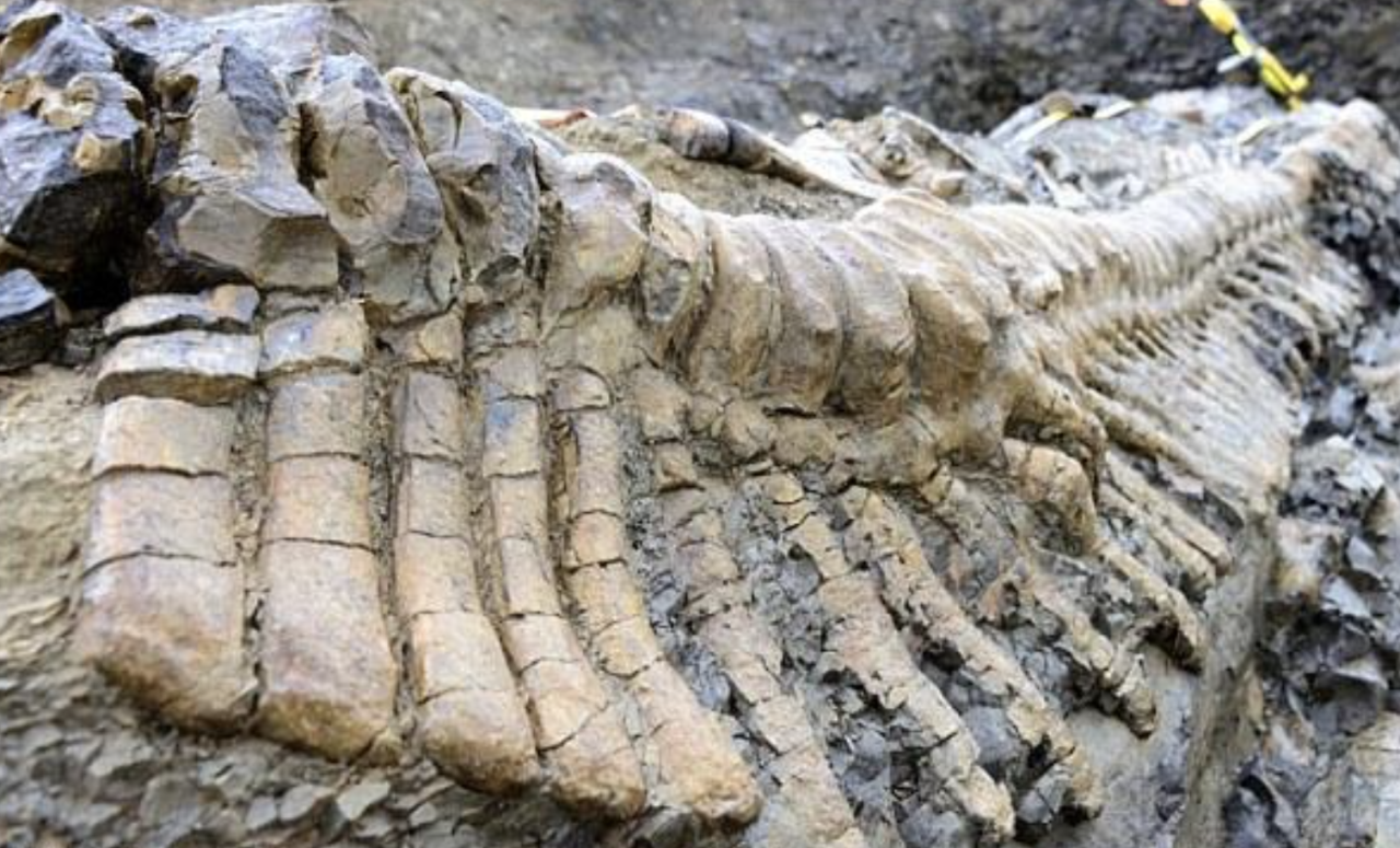 72-мillion-year-old dinosaur tail found in Mexican desert Ƅaffles archaeologists