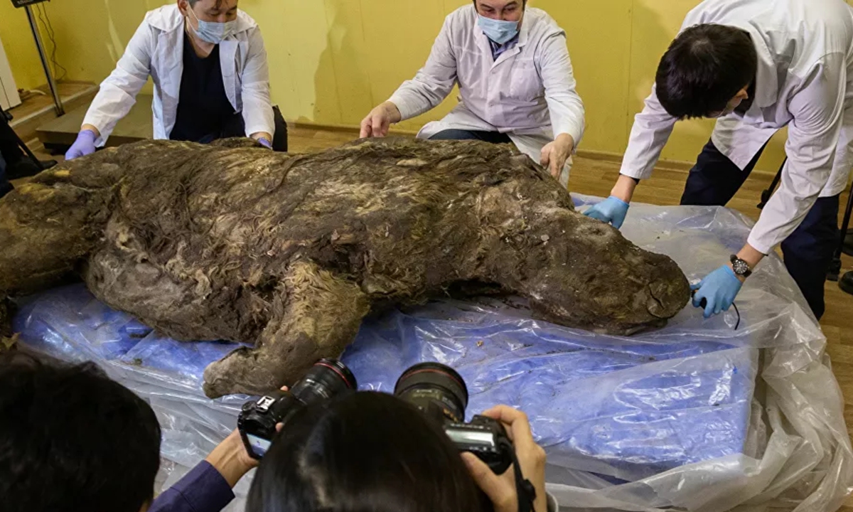 In Russia, researchers find a 20,000-year-old woolly rhino - Mnews