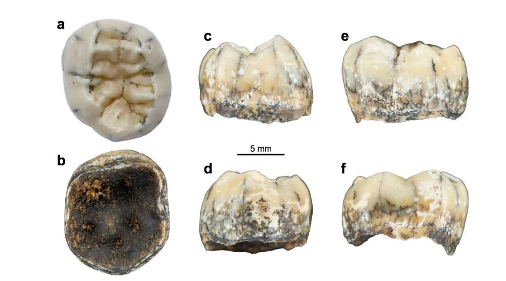 Child’s 130,000-Year-Old Tooth Is First Evidence Of Mysterious Denisovans In Southeast Asia