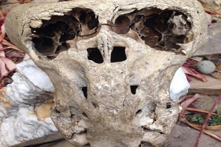 A chest containing an ‘alien skull’ opens up more mysteries about Nazi Germany