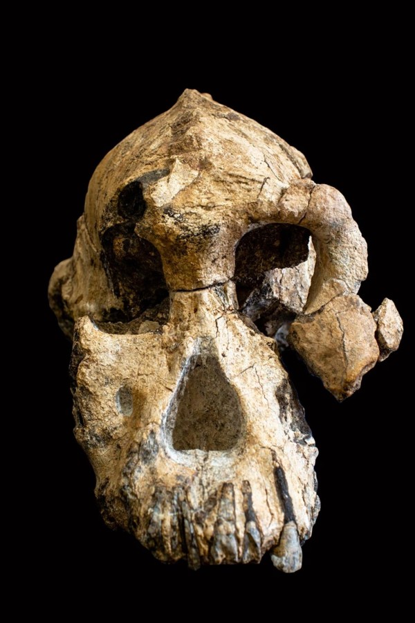 Skull 5: An 1.85-million-year-old human skull forced scientists to rethink early human evolution