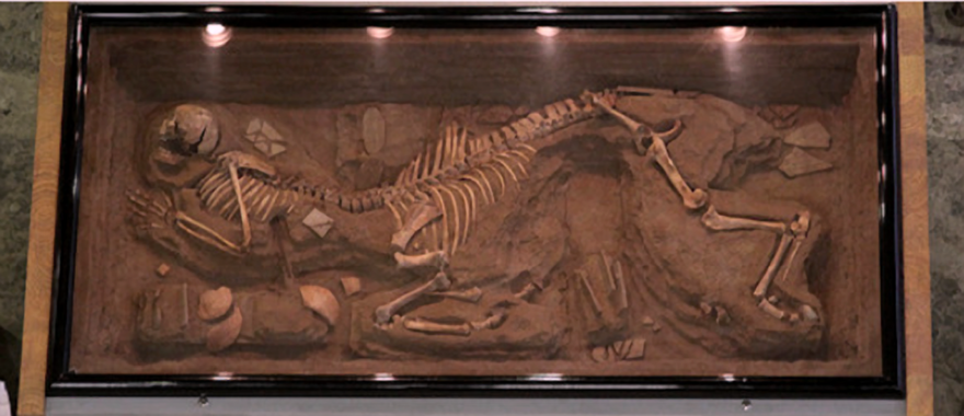 An Excavated Centaur Skeleton from 1980 - News