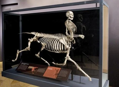 An Excavated Centaur Skeleton from 1980 - News