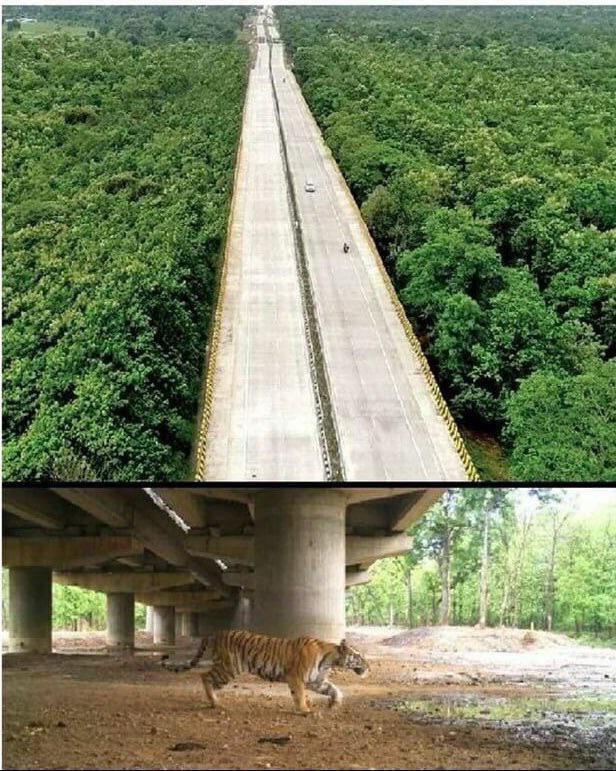 Innovative Infrastructure: India's 16-Kilometer Elevated Highway Fosters Wildlife Harmony