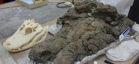 Giant 32FT CROCODILES preyed on dinosaurs 210 million years ago, experts say after finding fossilized teeth in Africa ‎ ‎ - BAP NEWS