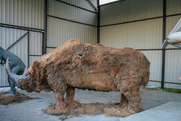 In Russia, researchers find a 20,000-year-old woolly rhino - Mnews
