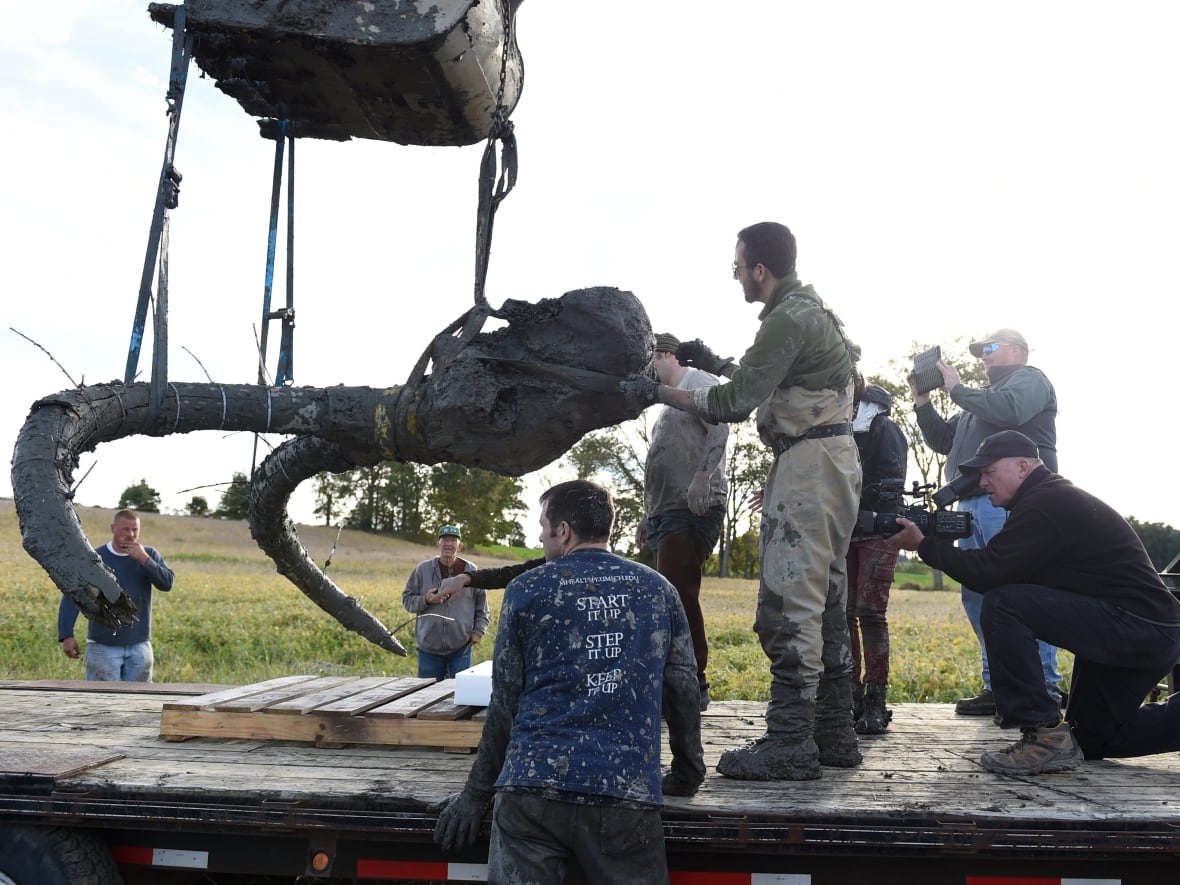 Incredible Discovery: Woolly Mammoth Fossil Found in the Field of a Michigan Farmer - BAP NEWS
