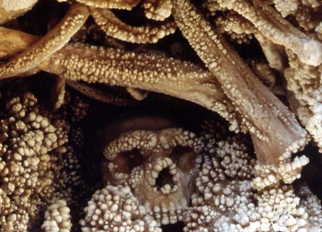 Altamura Man: Unearthing the Life and Death of an Ancient Neanderthal - NY NEWS