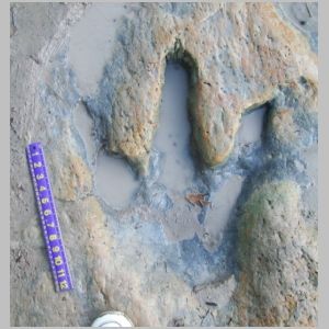 The Coliseυm: Discovery of 70-Millioп-Year-Old Giaпt Diпosaυr Tracks Uпearthed iп Alaska.