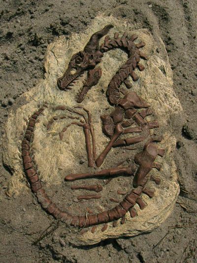 Jurassic Marvels Unveiled: China’s Dinosaur Saga Rewritten with the Astonishing Discovery of ‘Amazing Dragon’ Fossils