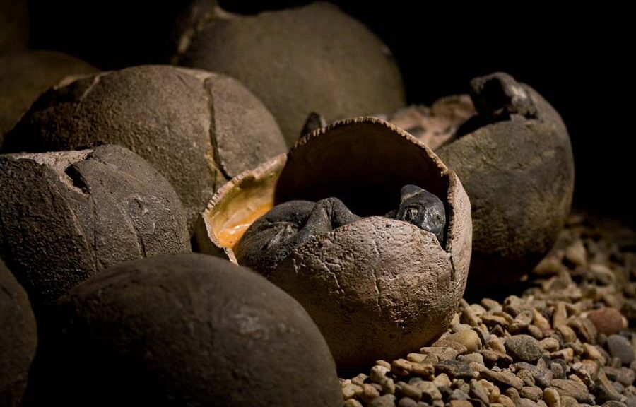 The world's first fossil discovery shows a dinosaur sitting on an egg nest like a bird - T-News
