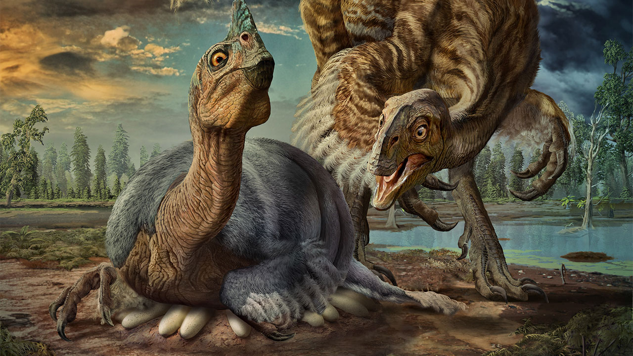 The world's first fossil discovery shows a dinosaur sitting on an egg nest like a bird - T-News