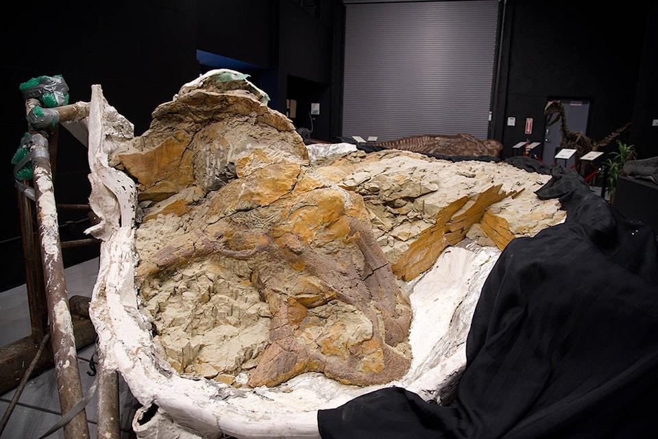 65 Million-year-old Triceratops Fossil Holds Key To Numerous Unanswered Mysteries For Scientists - Mnews