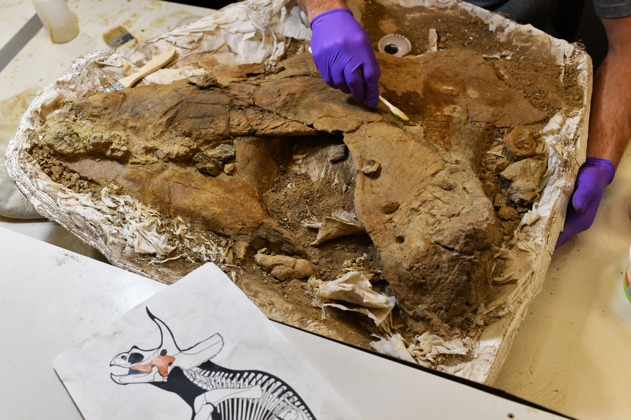 65 Million-year-old Triceratops Fossil Holds Key To Numerous Unanswered Mysteries For Scientists - Mnews