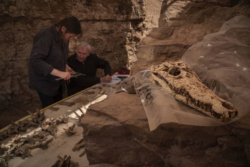 Egyptian Tomb With Ten Crocodile Mummies Discovered  - Mnews