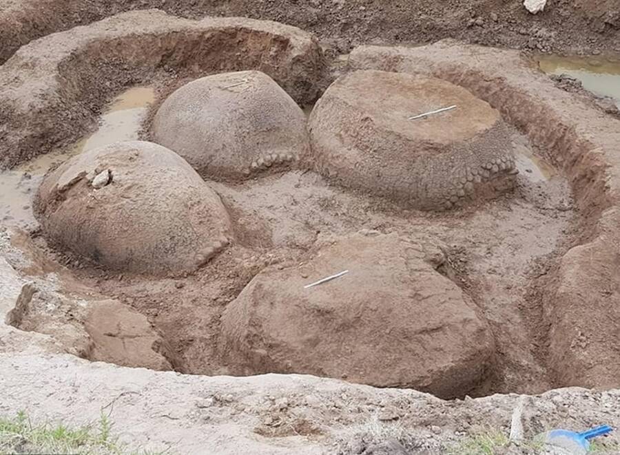 Argentinian Farmer Finds Family Of 20,000-Year-Old Car-Sized Armadillos Huddled In His Yard - NY NEWS