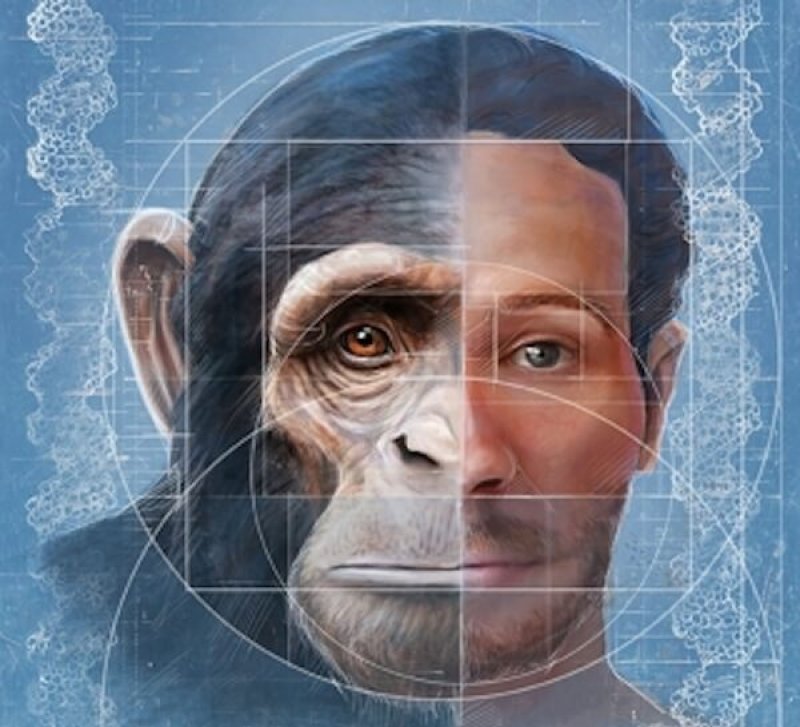 Humanzee: Creating lab-produced human-chimpanzee hybrids would be 'profoundly ethical' - Genetic Literacy Project