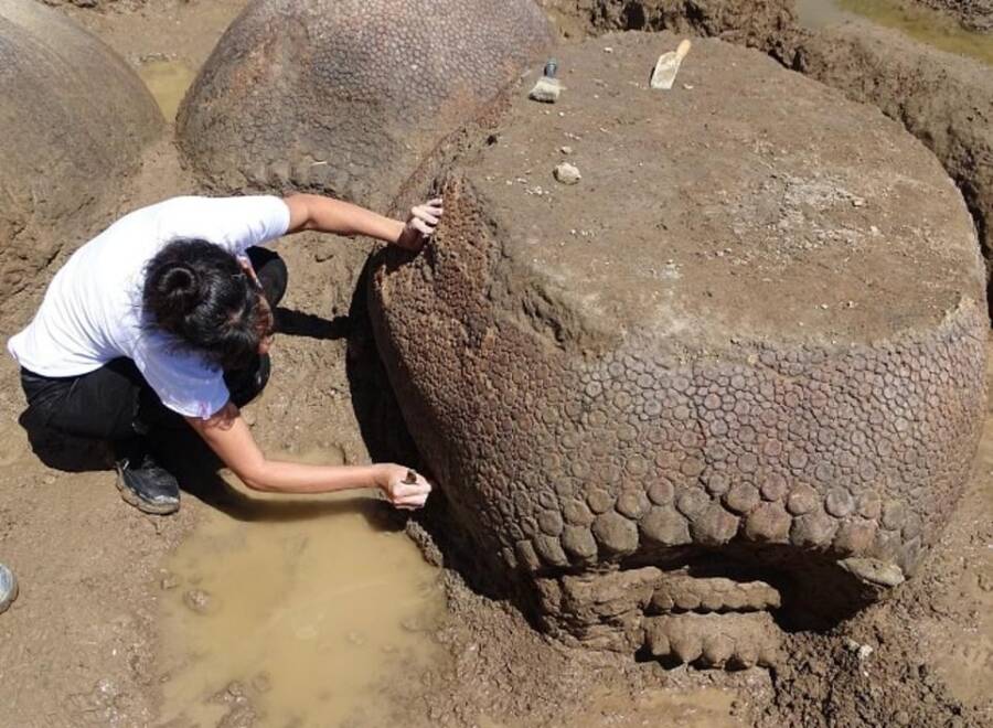 Argentinian Farmer Finds Family Of 20,000-Year-Old Car-Sized Armadillos Huddled In His Yard - NY NEWS